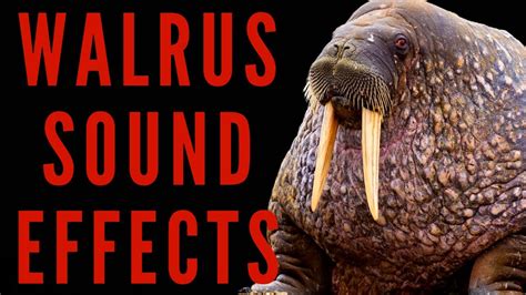 walrus sounds effect